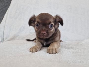 Cuccioli di chihuahua