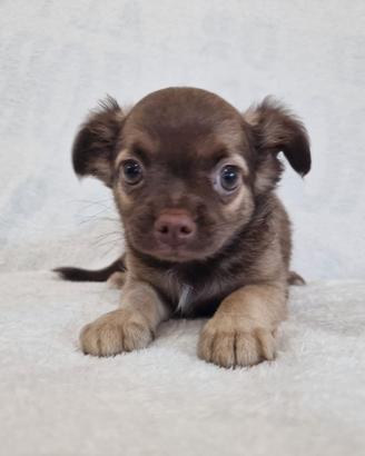 Cuccioli di chihuahua