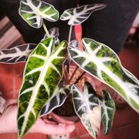 alocasia bambino aurea variegata cormo