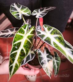 alocasia bambino aurea variegata cormo