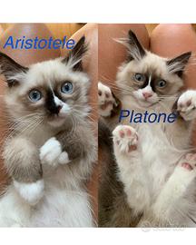 Meravigliosi Cuccioli Ragdoll Occhi Blu