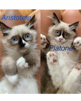 Meravigliosi Cuccioli Ragdoll Occhi Blu
