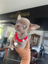 Chihuahua toy