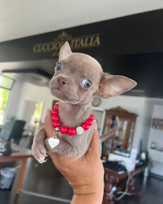 Chihuahua toy