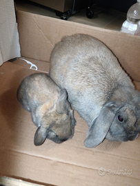 Cucciolo coniglio ariete