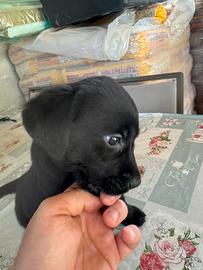 Quasi regalati cuccioli di Labrador