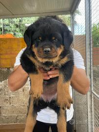Cuccioli di Rottweiler