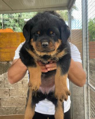 Cuccioli di Rottweiler