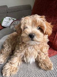 Cucciolo Maltipoo vaccinato e sverminato