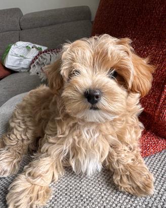 Cucciolo Maltipoo vaccinato e sverminato