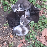 Stupendi gattini