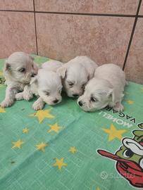 Cuccioli maltesi toy