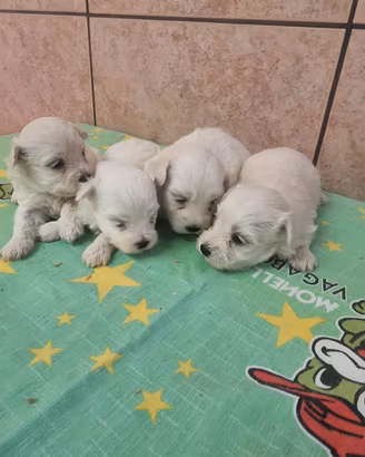 Cuccioli maltesi toy