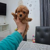 Femminuccia barboncina toy