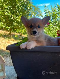 Ultimi CORGI
