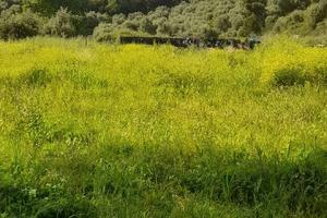 Terreno pianeggiante
