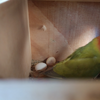 Inseparabile femmina 100%