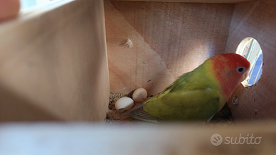 Inseparabile femmina 100%