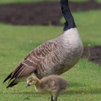 Maschio adulto di oca canadese