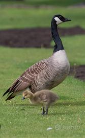 Maschio adulto di oca canadese