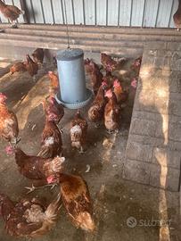 Galline ovaiole