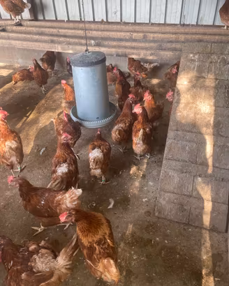Galline ovaiole