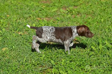 CUCCIOLI BRACCO TEDESCO