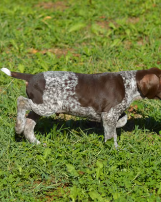 CUCCIOLI BRACCO TEDESCO