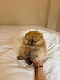 Spitz volpino di Pomerania