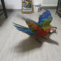 Pappagallo Ararauna arlecchino