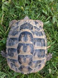 Tartarug di terra hermann maschio