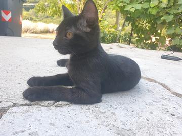Micetta di 4 mesi dolcissima e curiosa