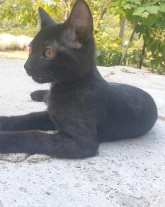Micetta di 4 mesi dolcissima e curiosa