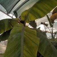 banano musa dwarf Red Dacca raro banano rosso