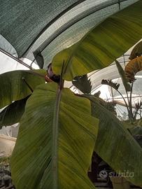 banano musa dwarf Red Dacca raro banano rosso