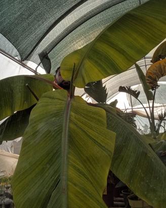 banano musa dwarf Red Dacca raro banano rosso