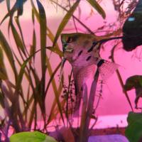 Femmina di scalare pesce tropicale