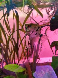 Femmina di scalare pesce tropicale