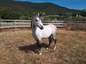 Cavallino della Giara