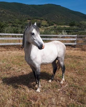 Cavallino della Giara