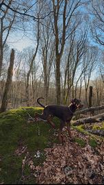 Cucciolo Dobermann 7 mesi