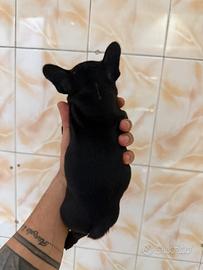 Bulldog francese 2 mesi e mezzo