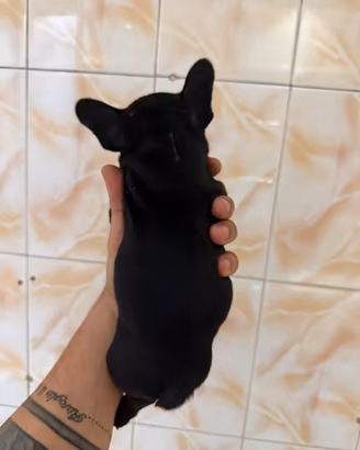 Bulldog francese 2 mesi e mezzo