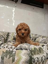 Cuccioli di barboncino toy