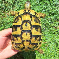 Tartarughe di terra femmine