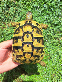 Tartarughe di terra femmine