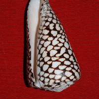 CONCHIGLIA - Conus marmoreus
