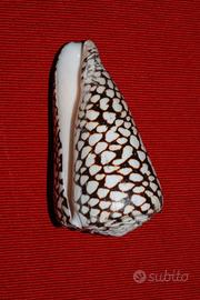 CONCHIGLIA - Conus marmoreus