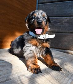 Cucciolo BEAUCERON maschio arlecchino