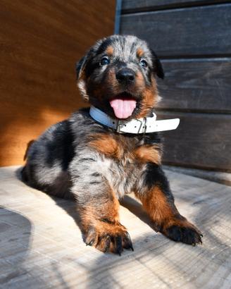 Cucciolo BEAUCERON maschio arlecchino
